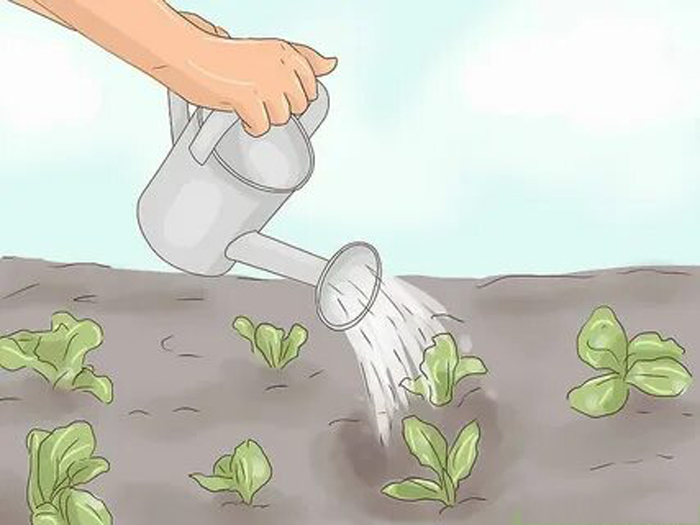 Как вырастить салат в открытом грунте – от «А» до «Я» про выращивание салата