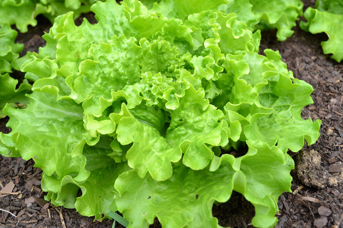 Как вырастить салат в открытом грунте – от «А» до «Я» про выращивание салата