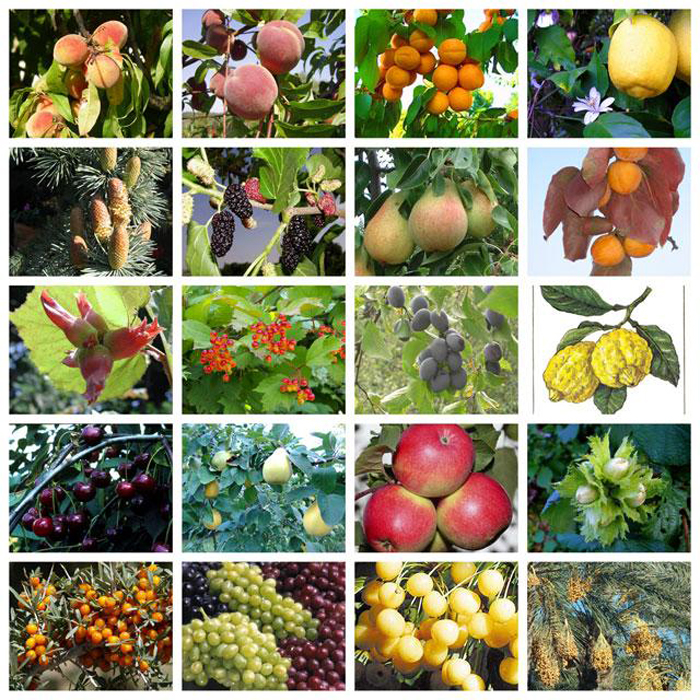 Виды фруктовых деревьев фото и названия