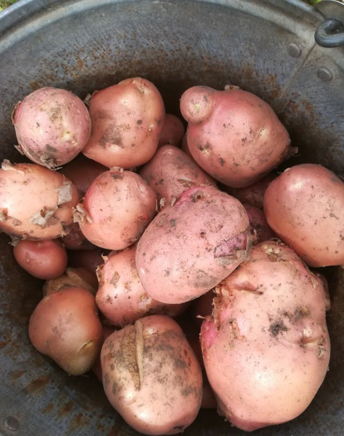 Характеристика картофеля беллароза фото и описание