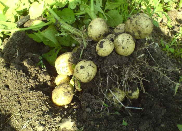 Картофель Гала — характеристика сорта, его вкусовые качества, выращивание и отзывы