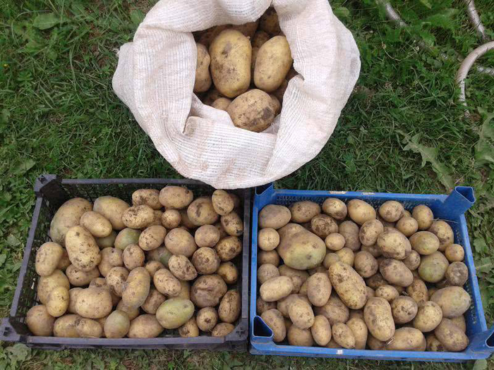 Картофель Гала — характеристика сорта, его вкусовые качества, выращивание и отзывы