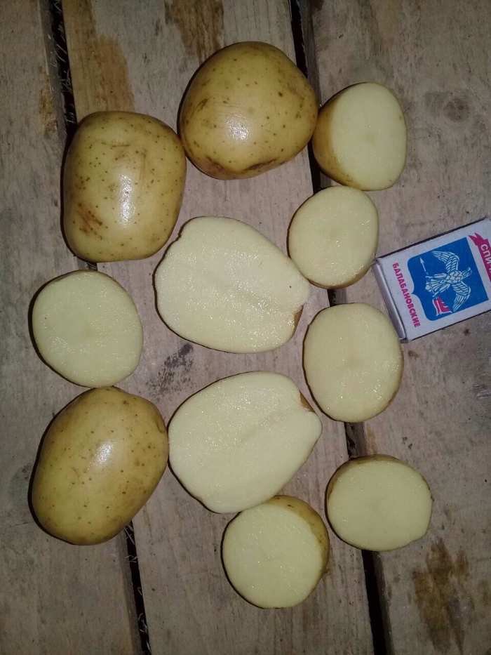 Сорт коломбо картофель описание сорта фото