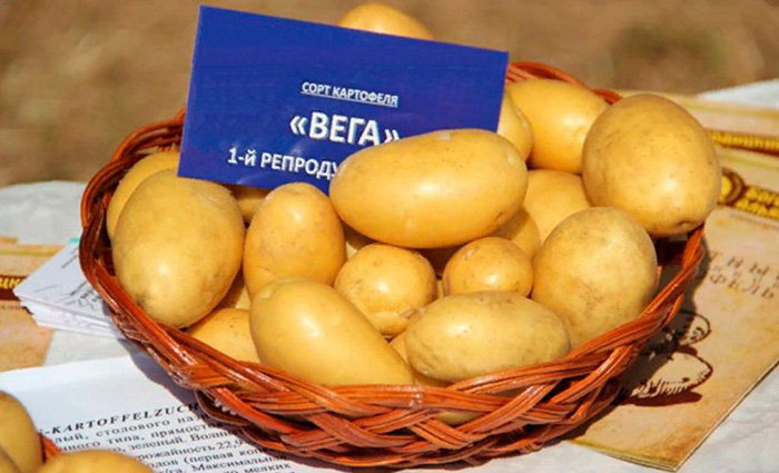 Картофель Вега (40 фото) – описание сорта, преимущества, характеристики