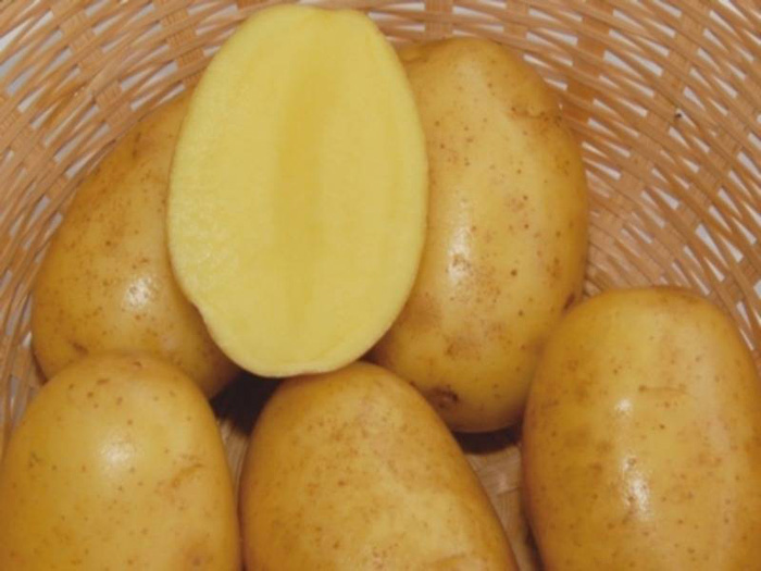 Картофель Вега (40 фото) – описание сорта, преимущества, характеристики
