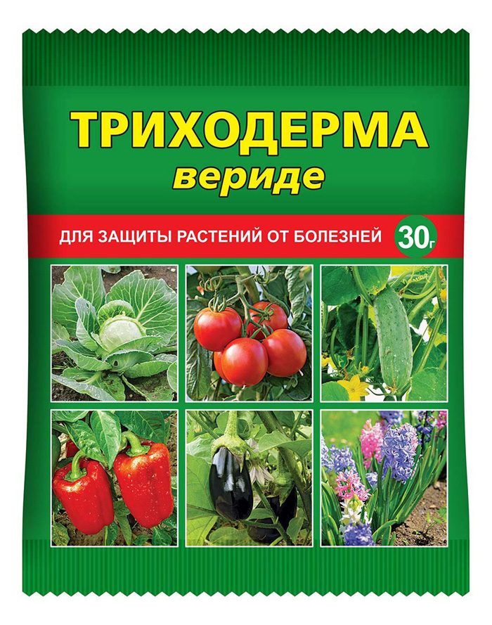 Кладоспориоз томатов: лечение и методы борьбы, устойчивые сорта