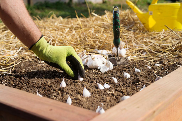 Когда и как сажать чеснок под зиму — 100% эффективные советы для богатого урожая