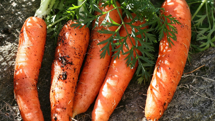 Когда и как сажать морковь в 2023 году – сроки и технология посадки