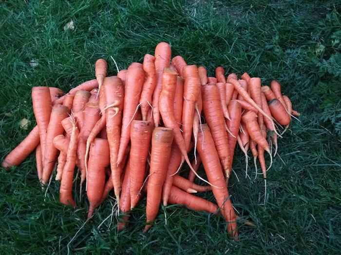 Когда и как сажать морковь в 2023 году – сроки и технология посадки