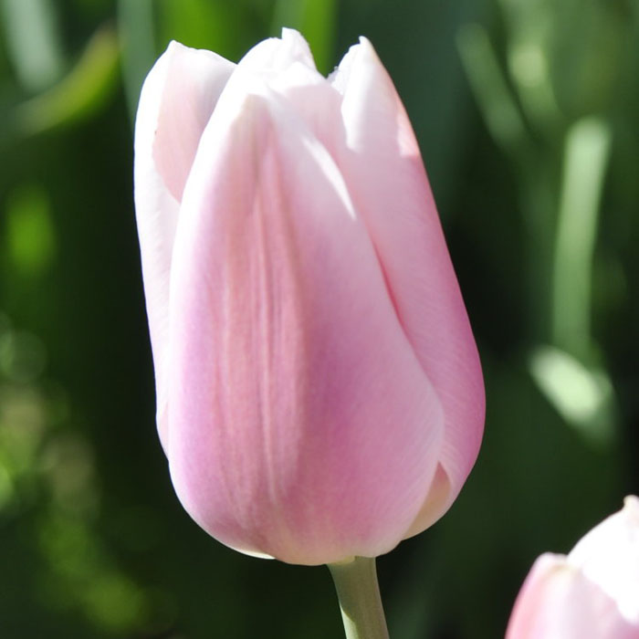 Когда и как сажать тюльпаны в 2023 году: весной, осенью, на выгонку к 8 Марта