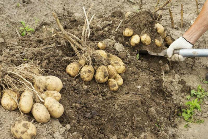 Когда копать картофель 2022: сроки и признаки созревания