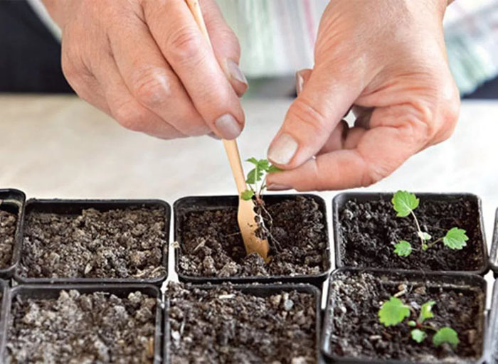 Когда сажать клубнику на рассаду в 2023 году – сроки и как правильно сажать клубнику семенами