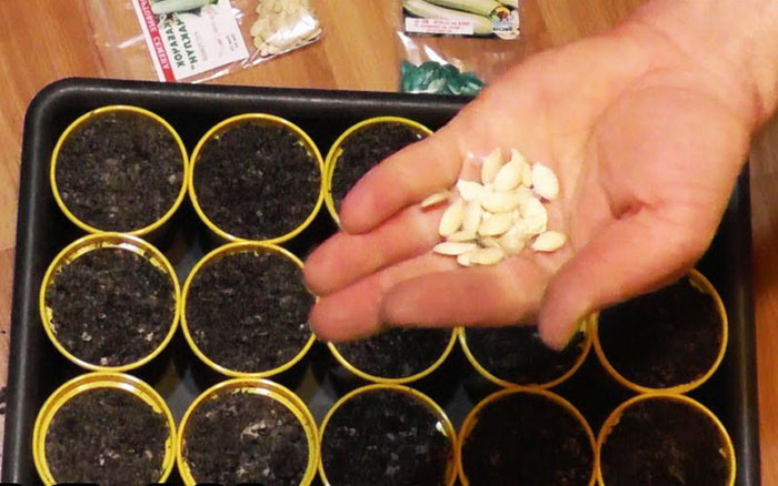 Когда сажать патиссоны в грунт в 2023 году и как правильно их выращивать