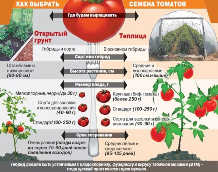 Когда сажать томаты в Подмосковье в 2023 году