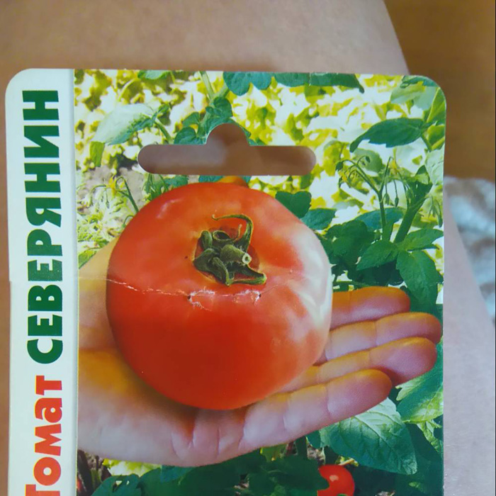 Когда сажать томаты в Подмосковье в 2023 году
