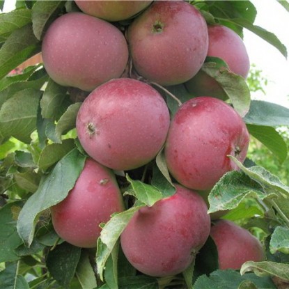 Колоновидные яблони (55 фото) – описание лучших сортов 2023 года