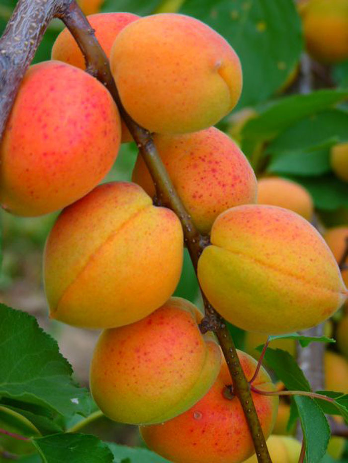 Краснощекий абрикос (35 фото): описание сорта, посадка и уход