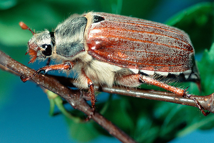 Личинки майского жука – вред и как с ними бороться, обзор лучших способов