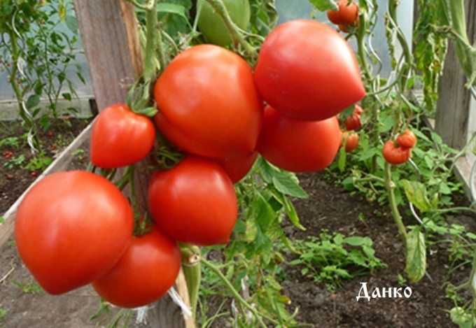 Лучшие сорта томатов для открытого грунта 2023 года