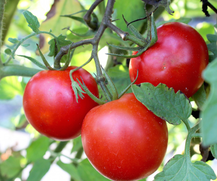 Лучшие сорта томатов для открытого грунта 2023 года