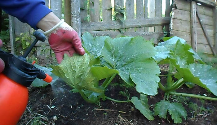 Медный купорос — инструкция по применению в огороде и саду весной и осенью