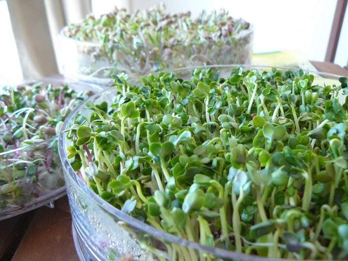 Микрозелень редиса — польза, как вырастить в домашних условиях