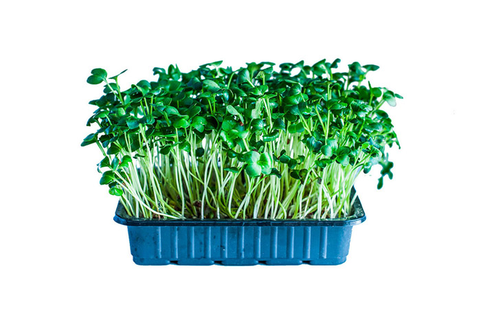 Микрозелень редиса — польза, как вырастить в домашних условиях