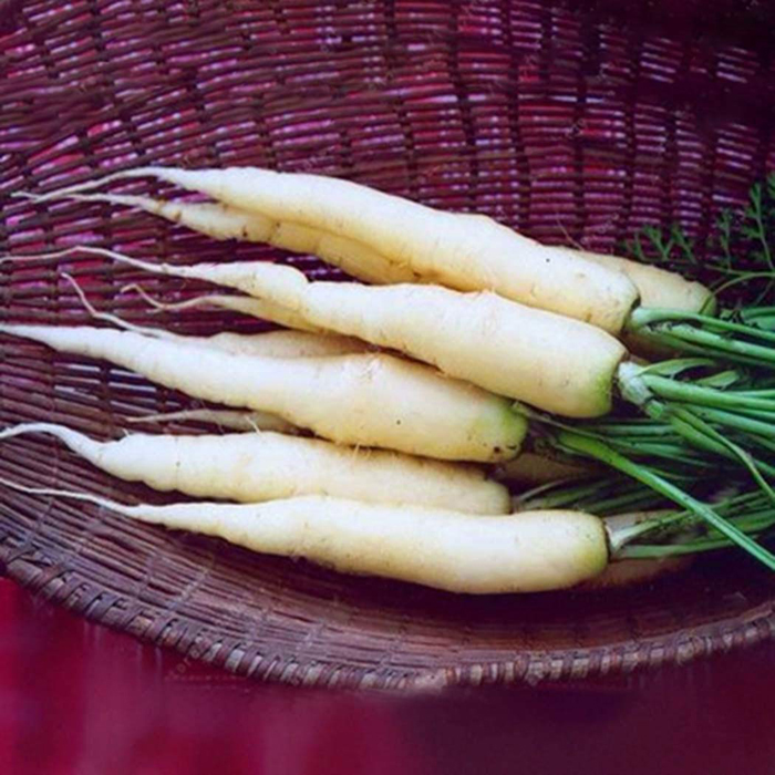 Любит ли морковь. Морковь чаровница сахарная. Морковь альбинос. Морковь белая Королева. Белая кормовая морковь.