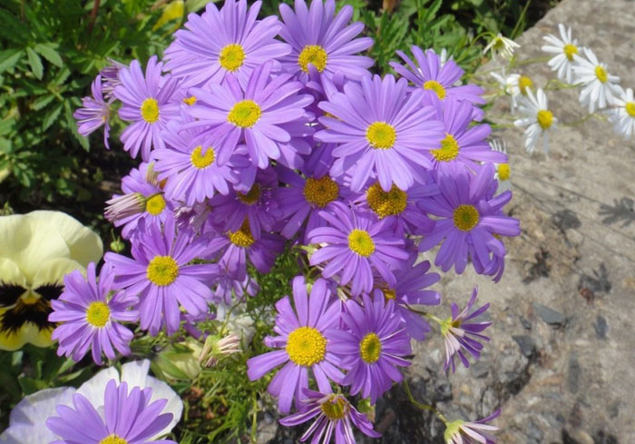 Однолетние цветы для клумбы и дачи (85 фото)