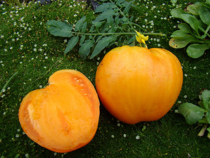 Оранжевые томаты – 27 сортов 2023 года