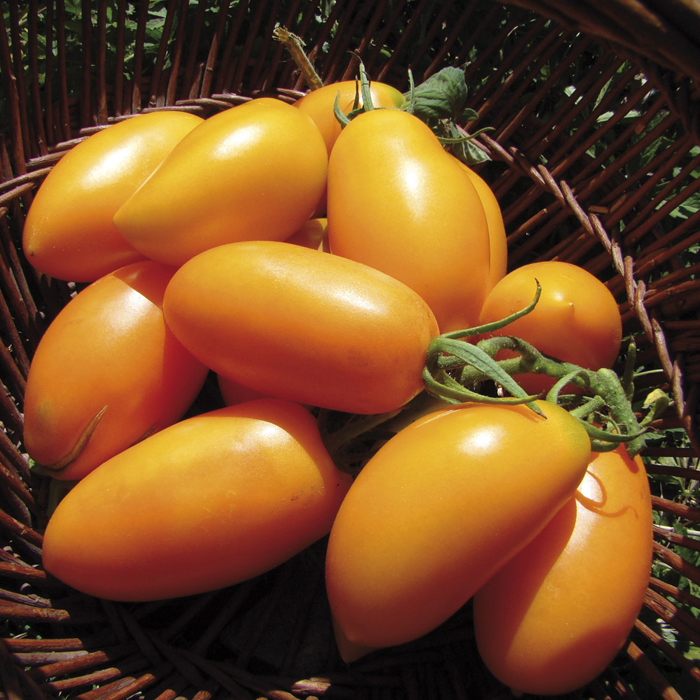 Оранжевые томаты – 27 сортов 2023 года