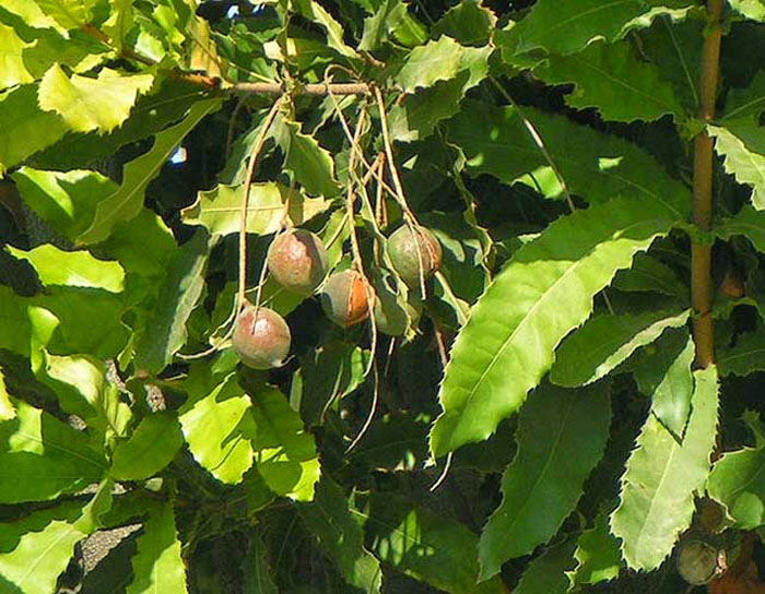 Макадамия дерево фото где растет
