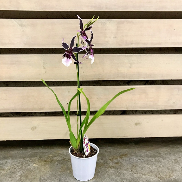 Орхидея Камбрия (40 фото) – уход в домашних условиях для пышного цветения