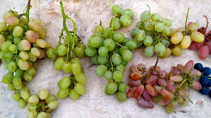 Пасынкование винограда: надо ли проводить? Когда и как?