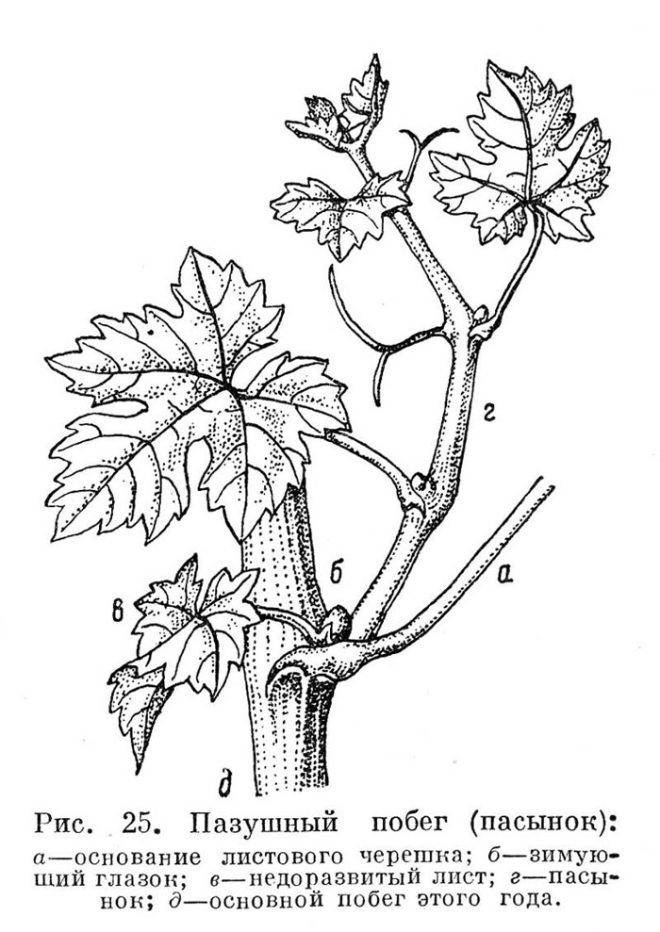 Схема прищипывания винограда