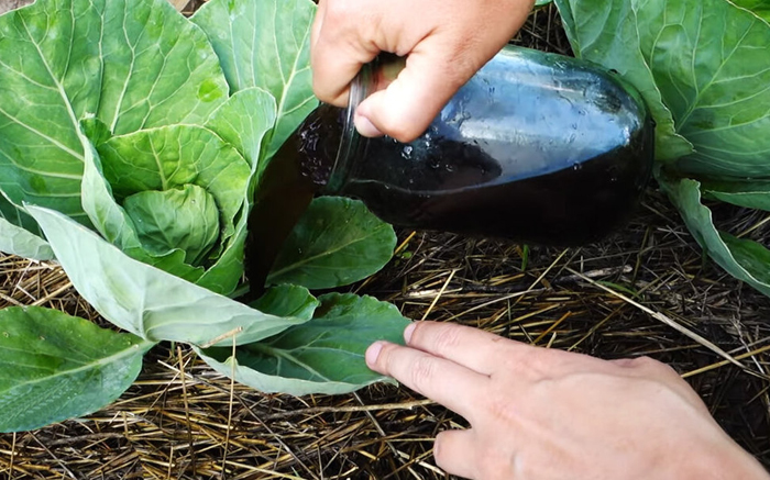Подкормка капусты — когда и чем подкормить капусту: схемы и дозировки