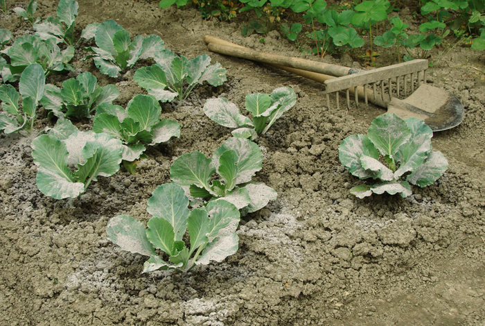 Подкормка капусты — когда и чем подкормить капусту: схемы и дозировки
