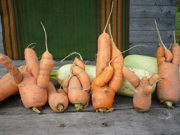 Подкормка моркови – когда и чем удобрять морковь для богатого урожая