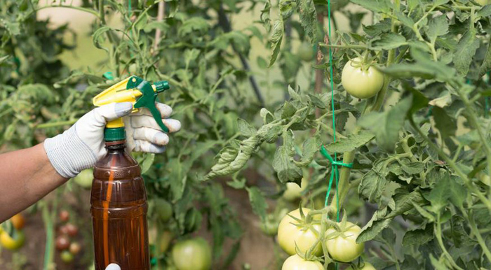Подкормка томатов – чем и когда подкармливать помидоры: схемы и дозировки