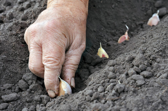 Посадка чеснока весной 2023 года в открытый грунт — когда и как сажать для богатого урожая