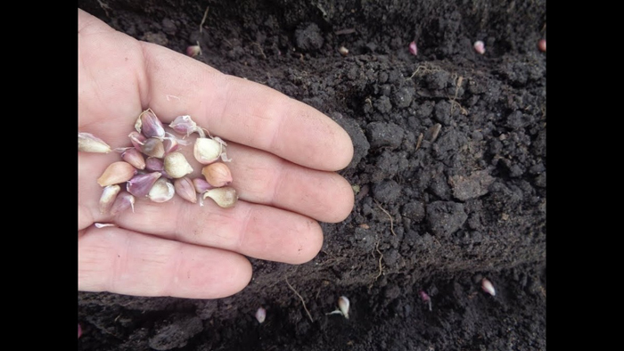 Посадка чеснока весной 2023 года в открытый грунт — когда и как сажать для богатого урожая