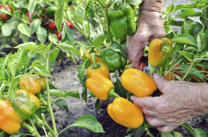 Посадка и выращивание сладкого перца: ВСЕ секреты богатого урожая