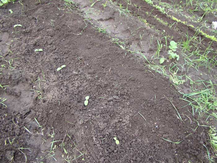 Посадка огурцов в открытый грунт семенами фото