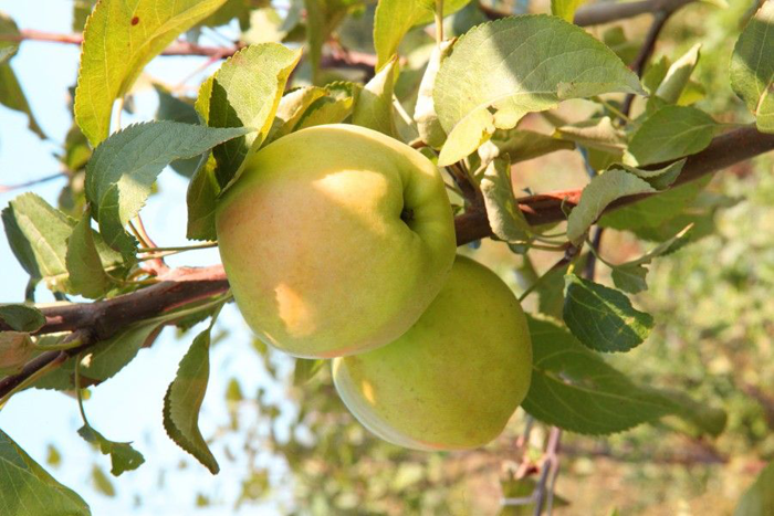 Ранние яблоки – ТОП-28 сортов 2023 года