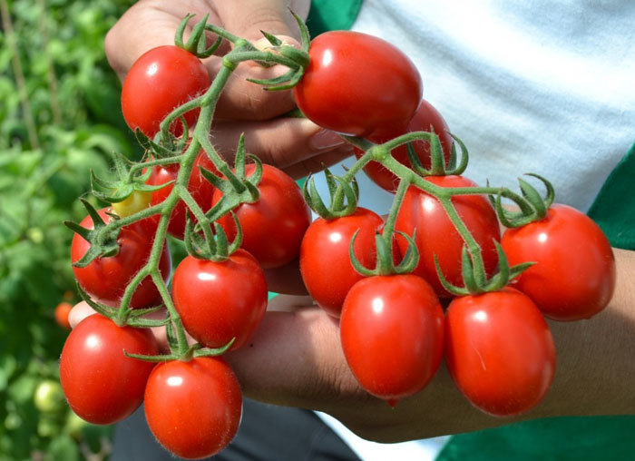 Ранние сорта томатов — ТОП-33 сортов 2023 года