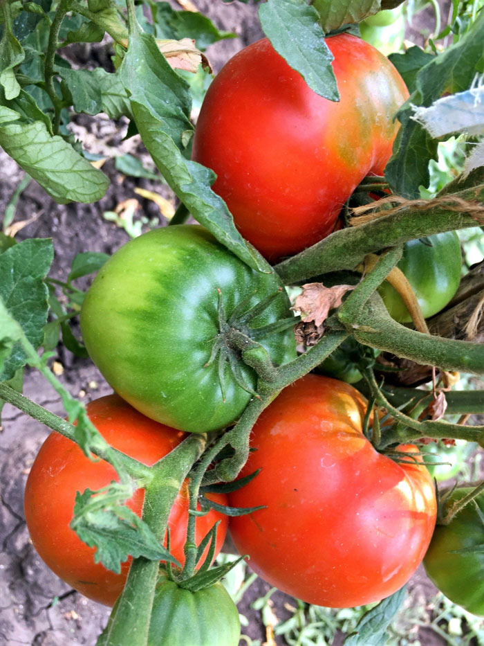 Ранние сорта томатов — ТОП-33 сортов 2023 года