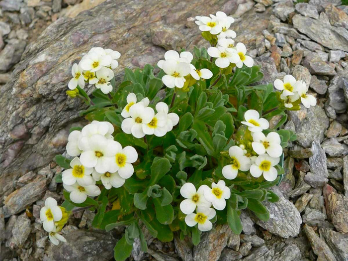 Растения с мелкими цветками: описание с фото лучших цветов
