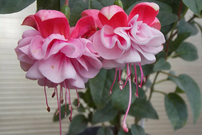 Розовые цветы (60 фото): каталог цветов розового цвета