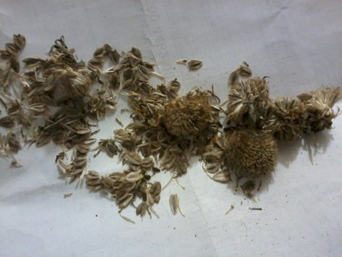 Как выглядят семена гелиопсиса фото