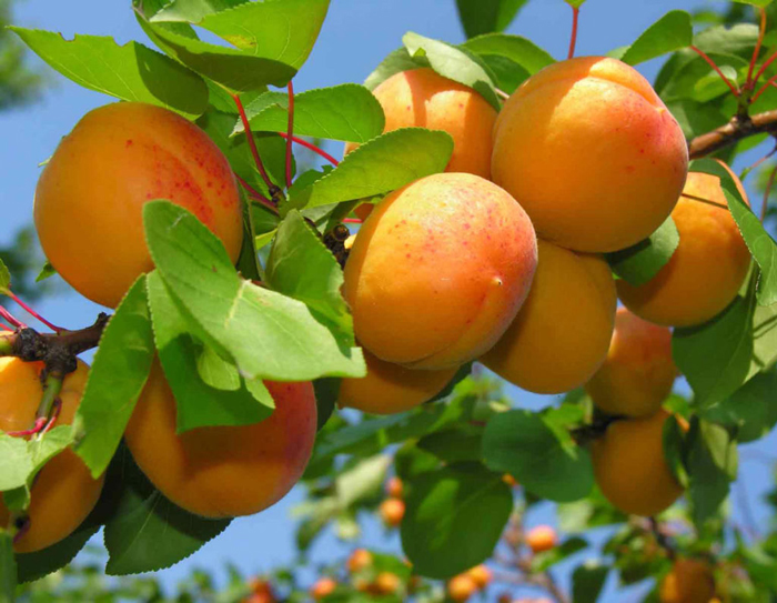 Сорта абрикосов – 50 сортов 2023 с фото и описанием